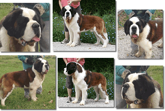 Uli collage